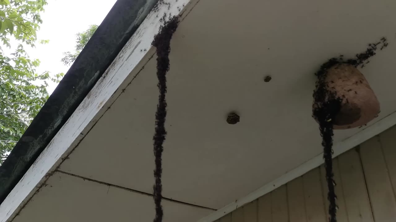 🤯🧠 Army Ants Build Amazing Bridges to Invade Wasp Nests! | FeedMyCuriosity