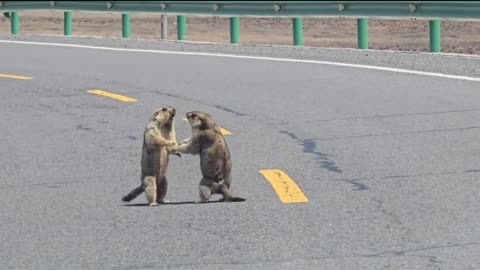 When a fight breaks out, curious Chinese car owners must like this.