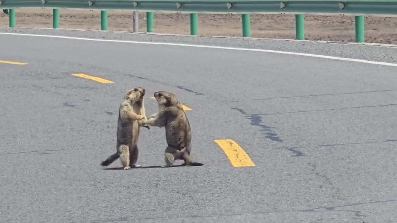 When a fight breaks out, curious Chinese car owners must like this.