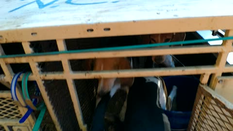 “Negotiating With Chaos”