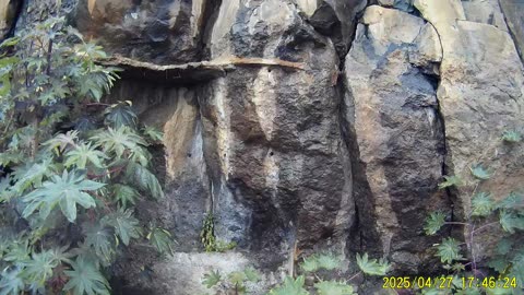 250427A___Madeira_NS-404._The_source_of_waterfall_still_unknown.(1080p)