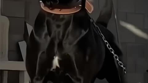 @GorillaXedits1 crocky
