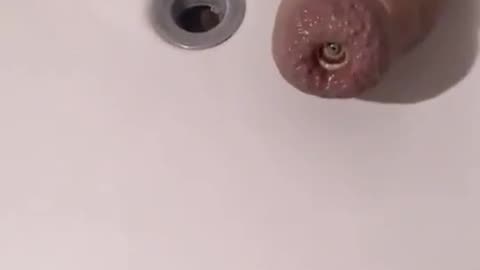 Enes Kanter Has New Pets Which Resemble Penis aka Mini Tremors !