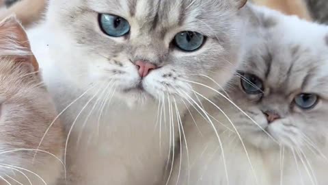 Sweet