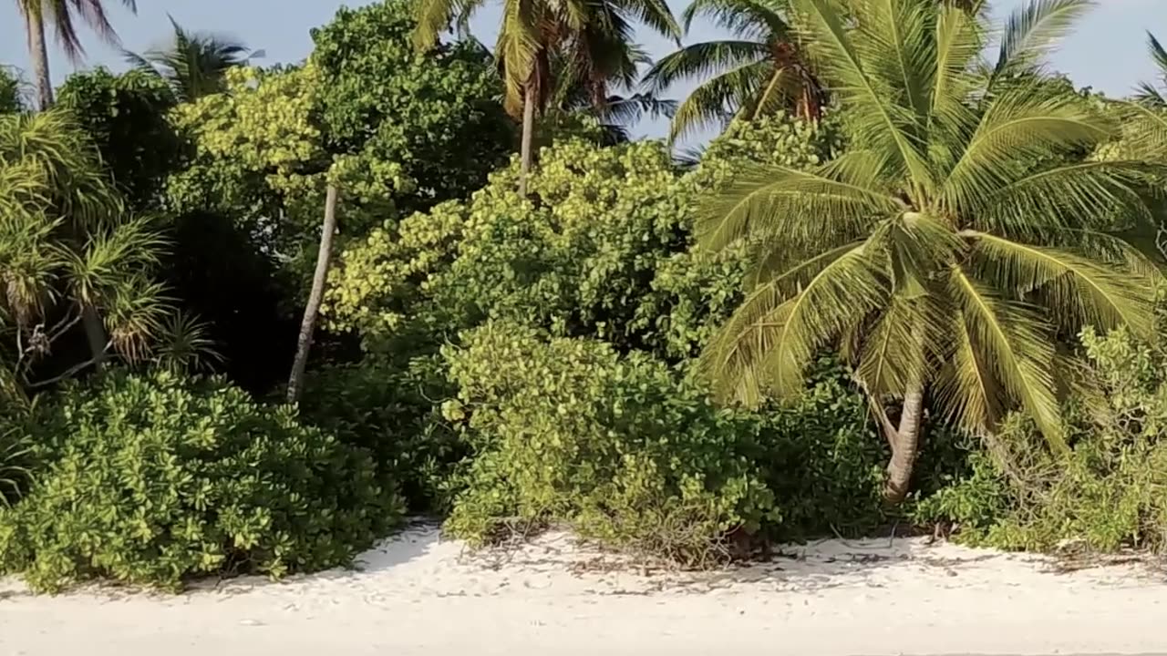 Island Life
