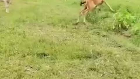 Comedy videos 🤣