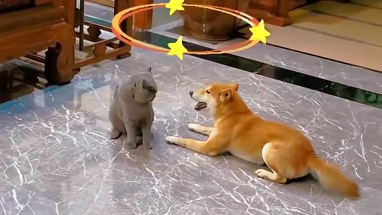 dogs & cats compilation – guaranteed laughs! 😂