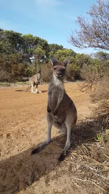 Australian kangaroo