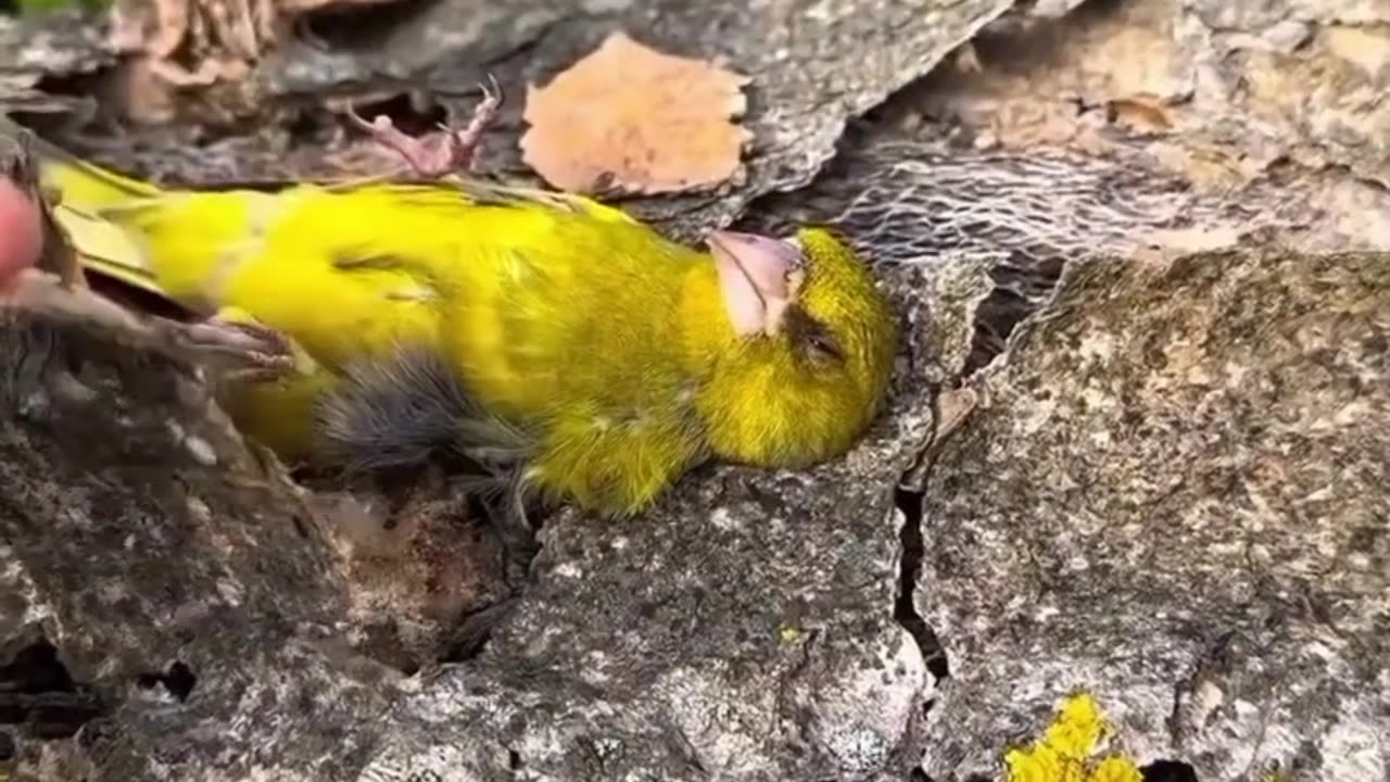 Yellow Bird Sleeps in Bark Blanket