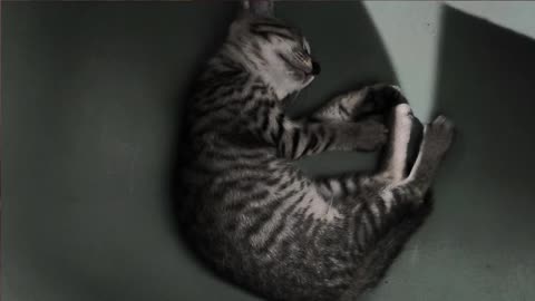 27th July Kitten Vlogs Patch & Alt finally asleep
