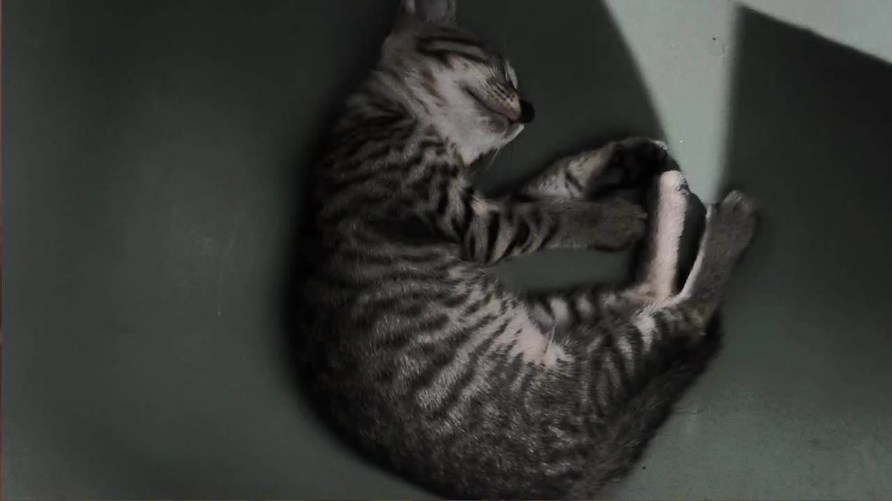27th July Kitten Vlogs Patch & Alt finally asleep