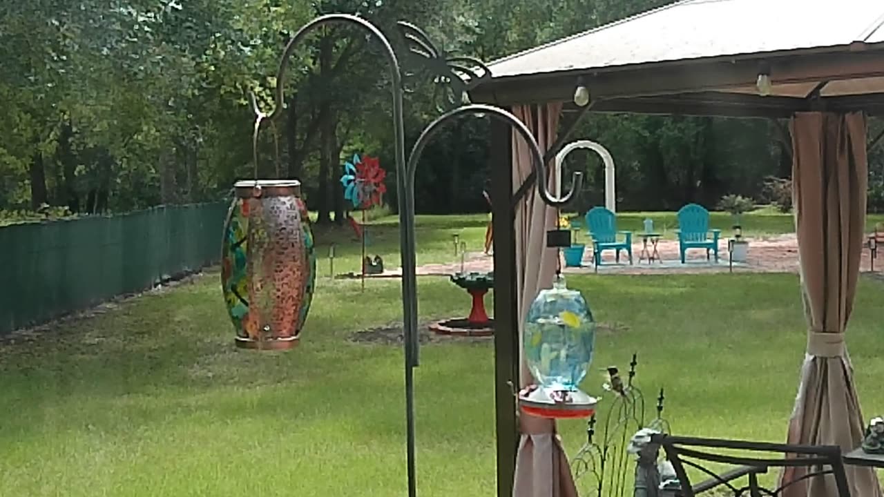 Hummingbirds Aug 29th 2025 - Part 2