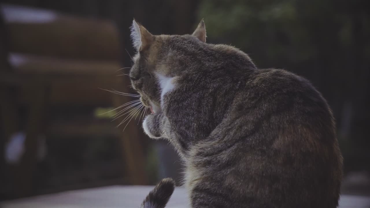 Cat Cleaning in the Garden