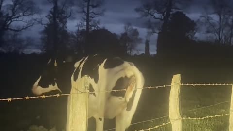 Cow Without a Leg