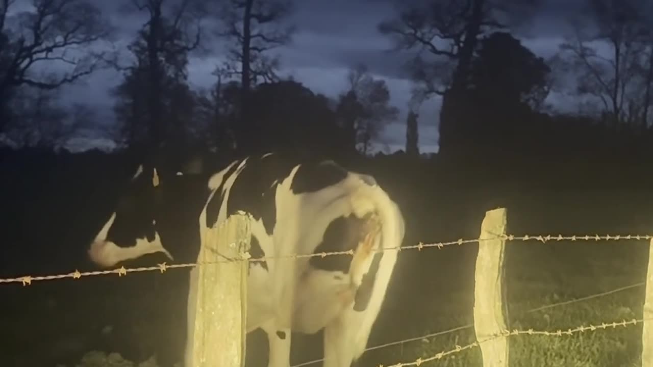 Cow Without a Leg