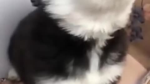 Dog Funny Video