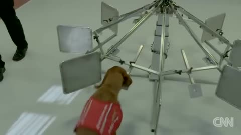 Cancer sniffing dogs. We were promised cancer sniffing dogs