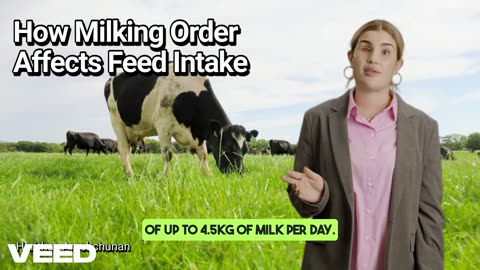 The Secret to Better Milk Yields:How Milking Order Affects Feed Intake