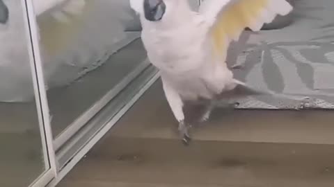 this parrot’s got moves — talented dancer! 🦜🤣