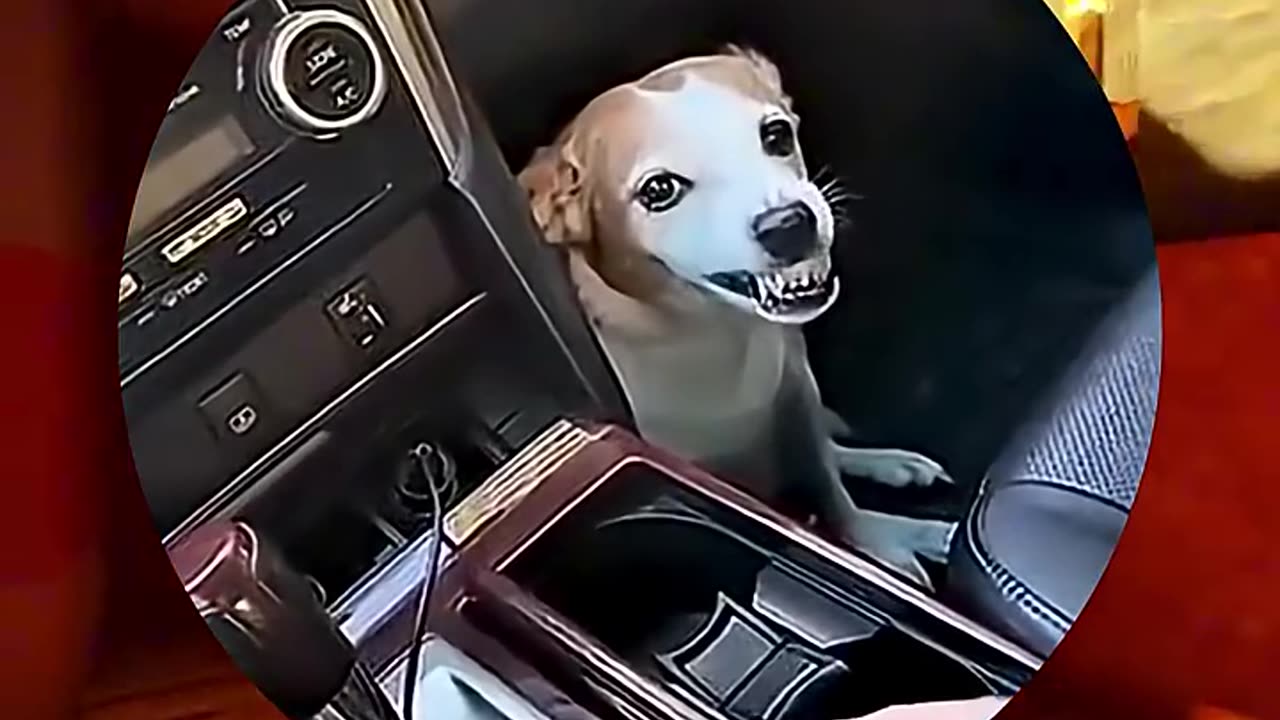Dog aggression