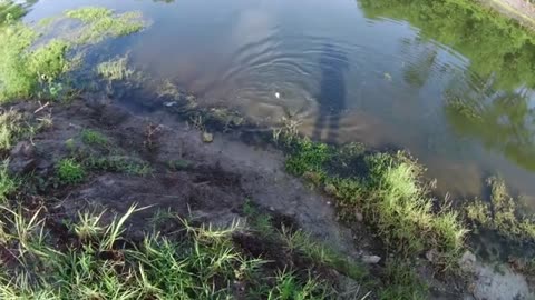 altra pescata in fiume innescando il vivo or river fishing with live bait, soddisfatto_part5