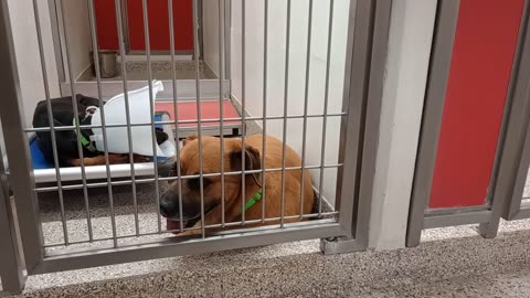 Layla fingers crossed 4 good outcome 5y A726437 Bambi 11mos A869534 kennel 148 PACC shelter150