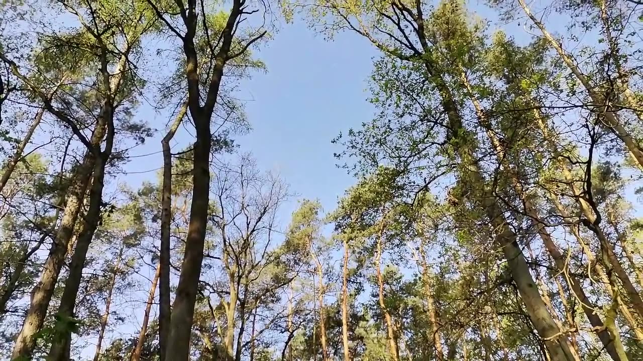 idę w moją zieloną dal ...