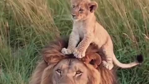 Lovely father