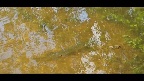 Minnesota River Fish on the flooded gravel road