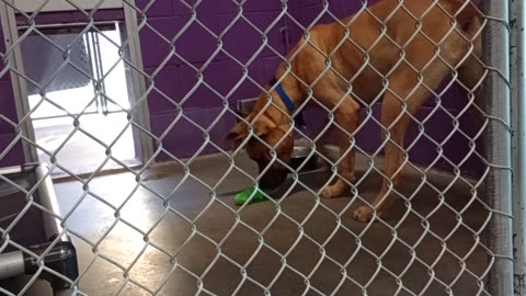 Zeus 1y Pet Id 947074 kennel 22 HSSAZ shelter 350
