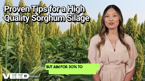 Mastering Sorghum Silage: Proven Tips for a High Quality Sorghum Silage