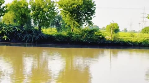 Discover the Naudero Rice Canal #maxrecords #larkana #sindh #pakistan