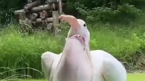 Viral