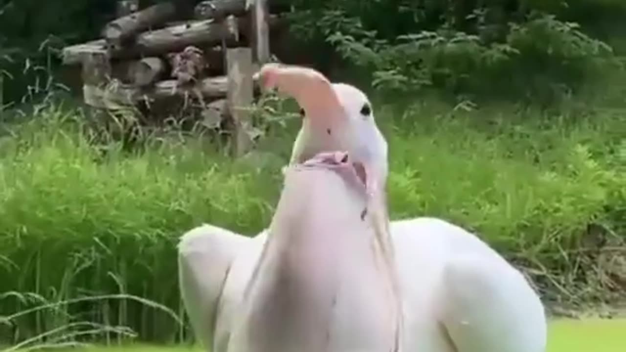 Viral