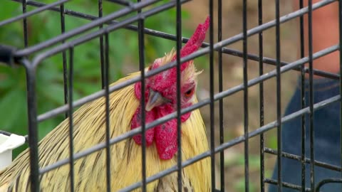 Mi Mascota y Yo - T02E05 - Gallo