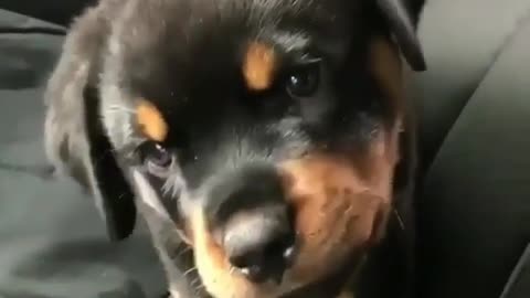 Fun Animals