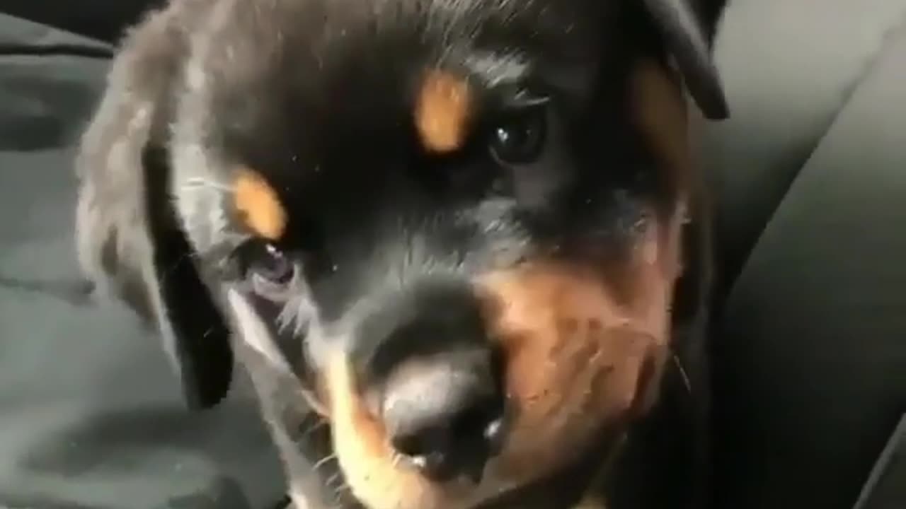 Fun Animals