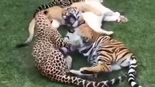 Different species of big cats raised together at a sanctuary
