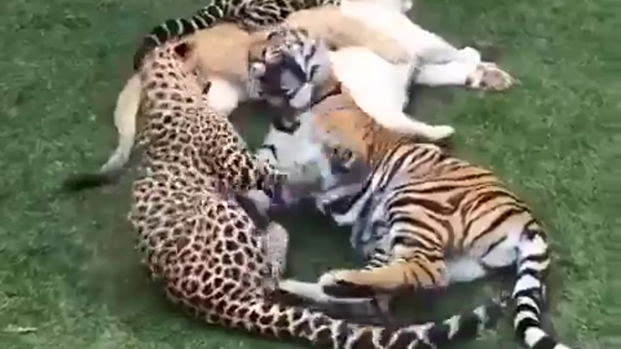 Different species of big cats raised together at a sanctuary