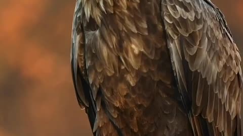 American eagle