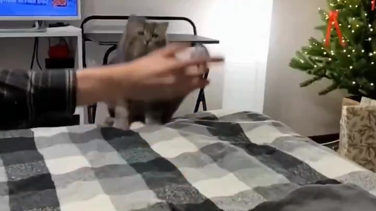 Only Fat Cats