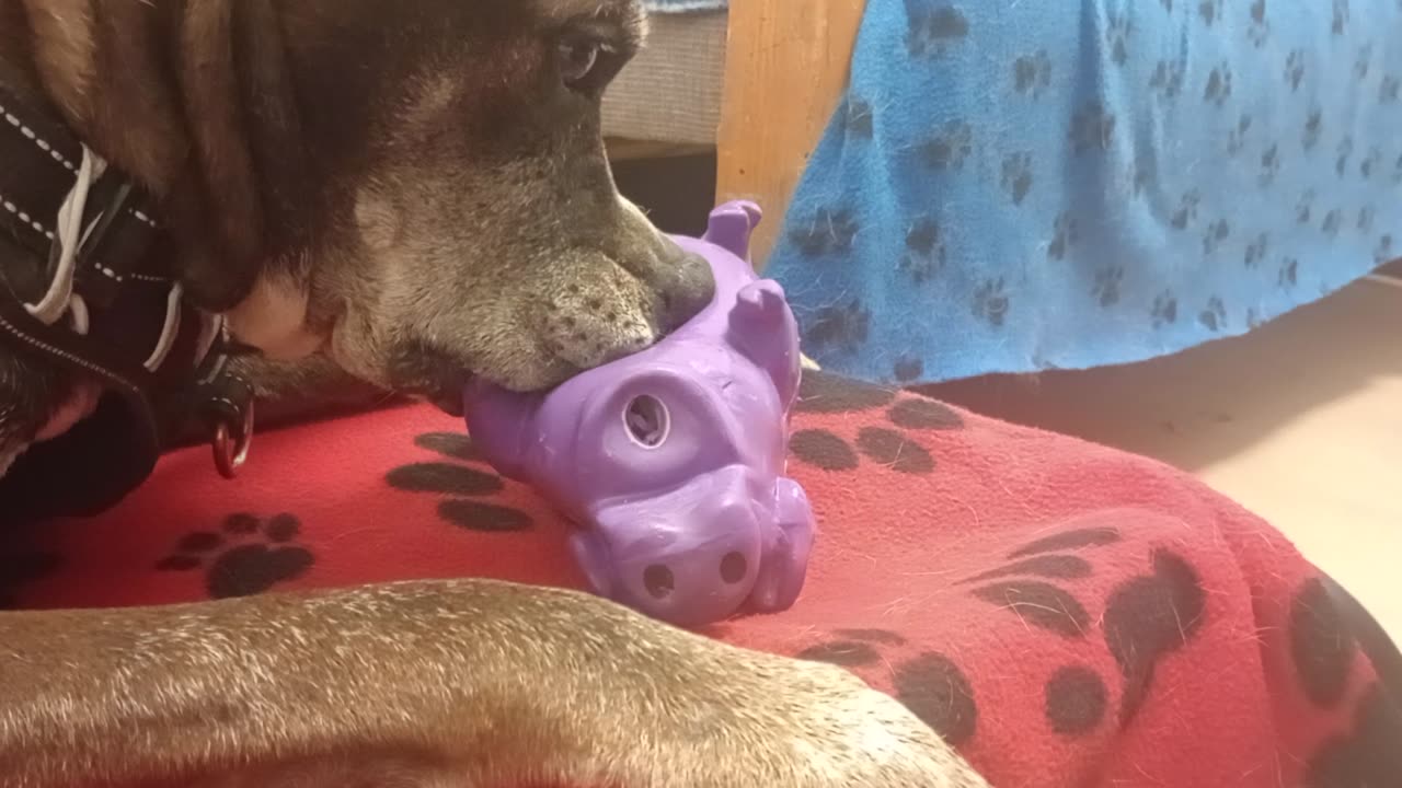 Astrid 8y A841285 he's being fostered now but we're playin with his purple pig@TRN821