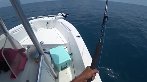 pesca a pesci grossi o big fish, parte 2, hammer shark o grande squalo martello_part3