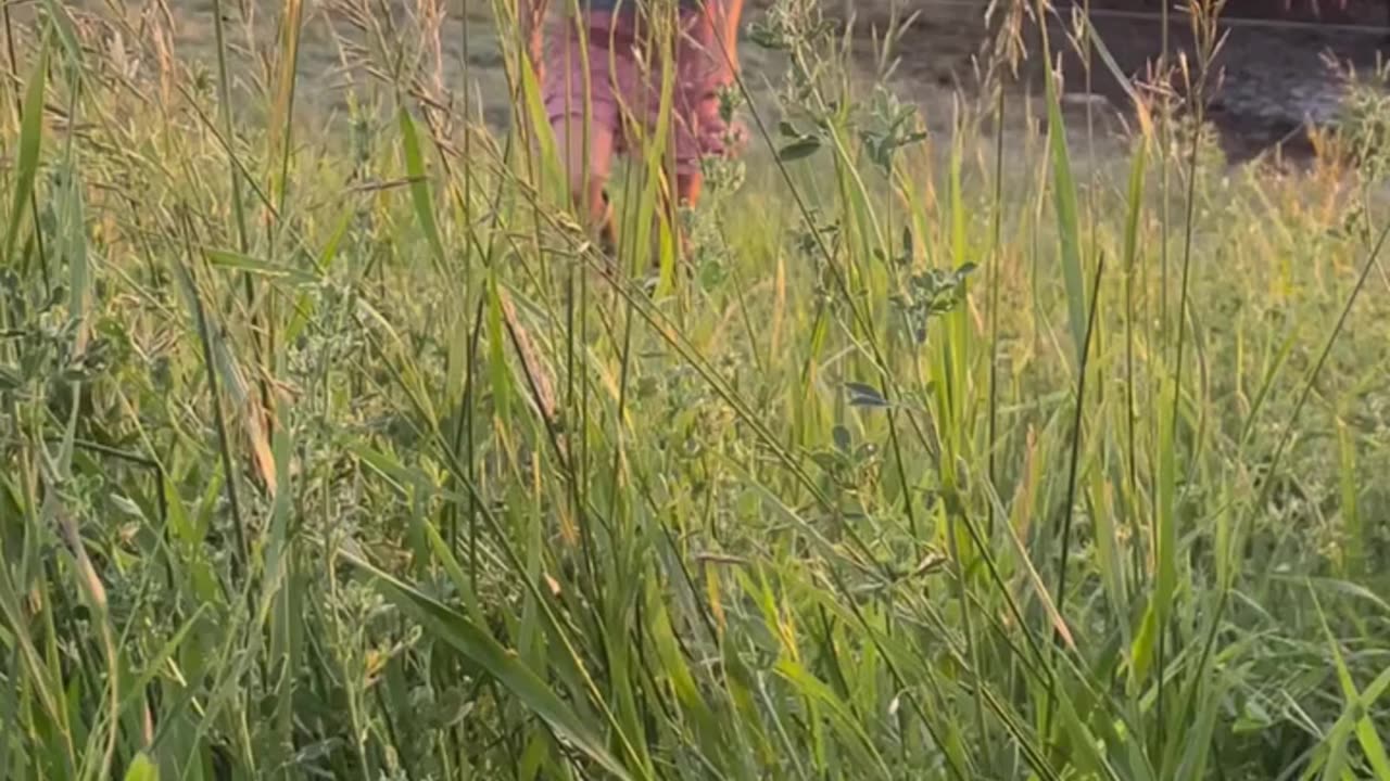 Regenerative Grass-Fed and Finished Beef at cartercountrymeats.com