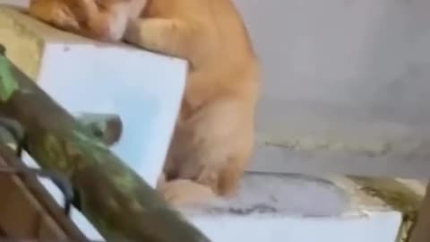 😂🐶 You Won't Believe How Peacefully This Puppy Slept! | FunFM