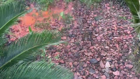 Natural Weed Control - Plus FUN!!