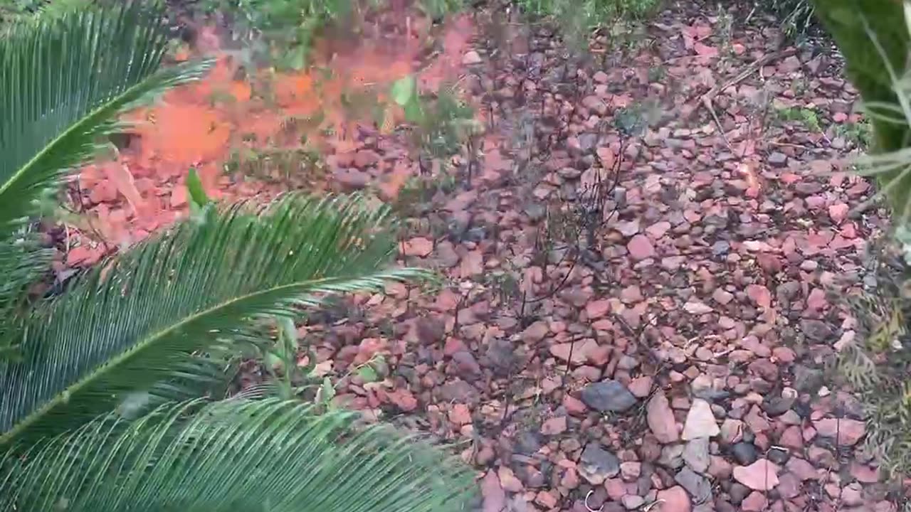 Natural Weed Control - Plus FUN!!