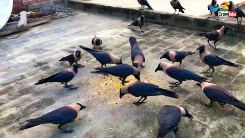 Crow bird Fight for Food - Large Numbers of crows ki natural awaaz | Angry kauwa ki awaaz,