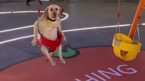 Dogs with their absurd acts lol