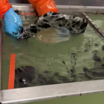 Hydro dipping toilet lid